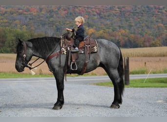 American Quarter Horse Mix, Ruin, 4 Jaar, 160 cm, Roan-Blue
