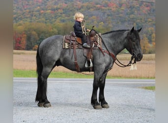 American Quarter Horse Mix, Ruin, 4 Jaar, 160 cm, Roan-Blue