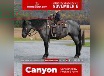 American Quarter Horse Mix, Ruin, 4 Jaar, 160 cm, Roan-Blue