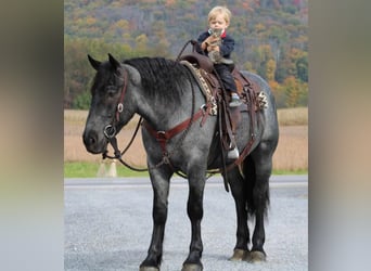 American Quarter Horse Mix, Ruin, 4 Jaar, 160 cm, Roan-Blue