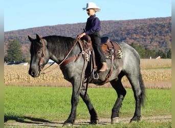 American Quarter Horse Mix, Ruin, 4 Jaar, 160 cm, Roan-Blue