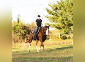 American Quarter Horse, Ruin, 4 Jaar, 160 cm, Roodvos