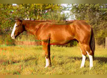 American Quarter Horse, Ruin, 4 Jaar, 160 cm, Roodvos