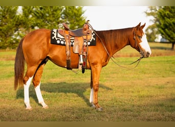 American Quarter Horse, Ruin, 4 Jaar, 160 cm, Roodvos