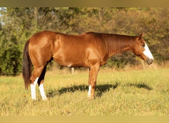 American Quarter Horse, Ruin, 4 Jaar, 160 cm, Roodvos