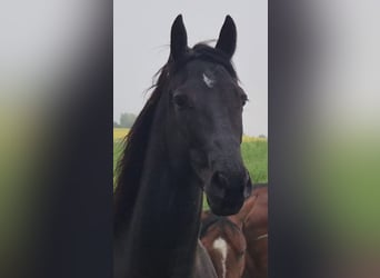 American Quarter Horse, Ruin, 4 Jaar, 160 cm, Zwart