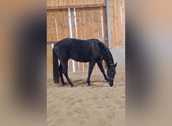 American Quarter Horse, Ruin, 4 Jaar, 160 cm, Zwart