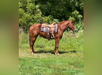 American Quarter Horse, Ruin, 4 Jaar, 163 cm, Donkere-vos