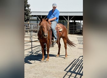 American Quarter Horse, Ruin, 4 Jaar, 163 cm, Donkere-vos