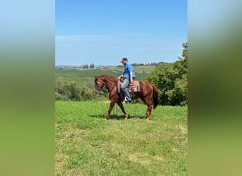 American Quarter Horse, Ruin, 4 Jaar, 163 cm, Donkere-vos