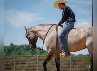 American Quarter Horse, Ruin, 4 Jaar, 163 cm, Grullo