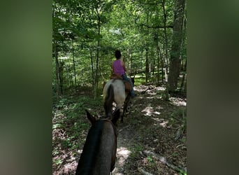 American Quarter Horse, Ruin, 4 Jaar, 163 cm, Grullo