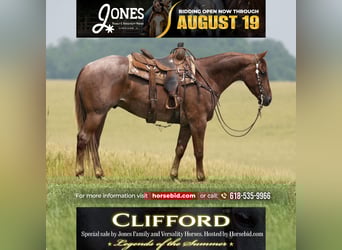 American Quarter Horse, Ruin, 4 Jaar, 163 cm, Roan-Red