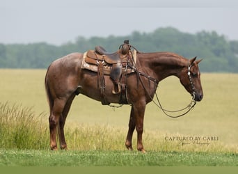 American Quarter Horse, Ruin, 4 Jaar, 163 cm, Roan-Red