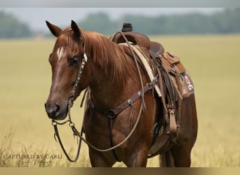 American Quarter Horse, Ruin, 4 Jaar, 163 cm, Roan-Red
