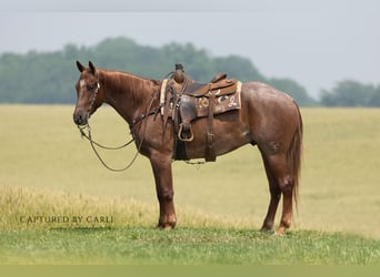 American Quarter Horse, Ruin, 4 Jaar, 163 cm, Roan-Red