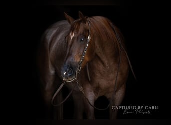American Quarter Horse, Ruin, 4 Jaar, 163 cm, Roan-Red