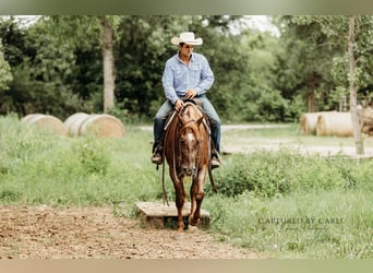 American Quarter Horse, Ruin, 4 Jaar, 163 cm, Roan-Red