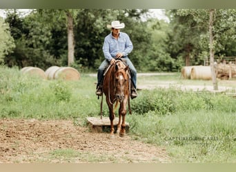 American Quarter Horse, Ruin, 4 Jaar, 163 cm, Roan-Red
