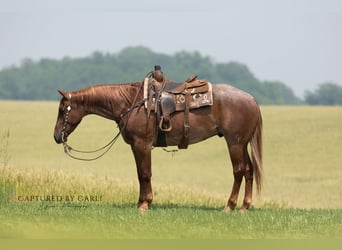 American Quarter Horse, Ruin, 4 Jaar, 163 cm, Roan-Red