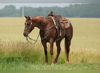 American Quarter Horse, Ruin, 4 Jaar, 163 cm, Roan-Red