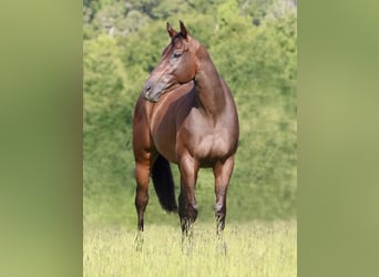 American Quarter Horse Mix, Ruin, 4 Jaar, 163 cm, Roodbruin
