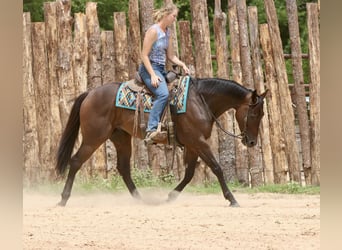 American Quarter Horse Mix, Ruin, 4 Jaar, 163 cm, Roodbruin