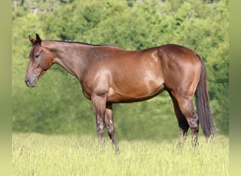 American Quarter Horse Mix, Ruin, 4 Jaar, 163 cm, Roodbruin