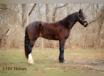 American Quarter Horse, Ruin, 4 Jaar, 163 cm, Roodbruin