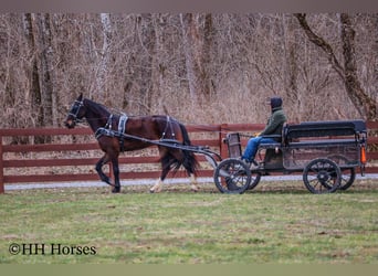 American Quarter Horse, Ruin, 4 Jaar, 163 cm, Roodbruin