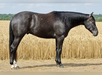 American Quarter Horse, Ruin, 4 Jaar, 163 cm, Schimmel