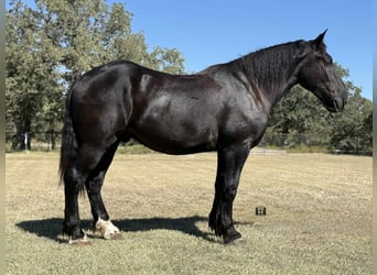American Quarter Horse, Ruin, 4 Jaar, 163 cm, Zwart