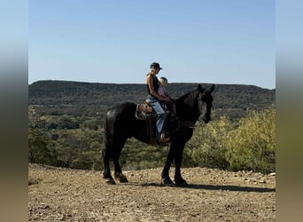 American Quarter Horse, Ruin, 4 Jaar, 163 cm, Zwart