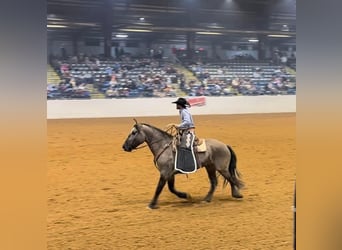 American Quarter Horse, Ruin, 4 Jaar, 165 cm, Grullo