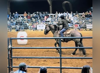 American Quarter Horse, Ruin, 4 Jaar, 165 cm, Grullo