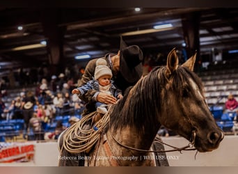 American Quarter Horse, Ruin, 4 Jaar, 165 cm, Grullo