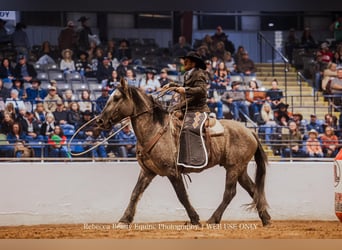 American Quarter Horse, Ruin, 4 Jaar, 165 cm, Grullo