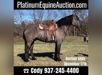 American Quarter Horse, Ruin, 4 Jaar, 165 cm, Grullo