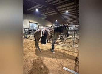 American Quarter Horse, Ruin, 4 Jaar, 165 cm, Grullo