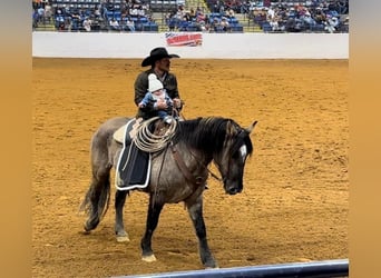 American Quarter Horse, Ruin, 4 Jaar, 165 cm, Grullo