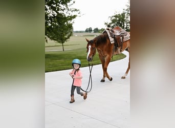 American Quarter Horse, Ruin, 4 Jaar, 168 cm, Falbe