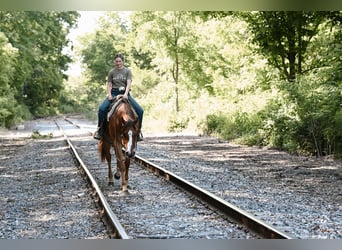 American Quarter Horse, Ruin, 4 Jaar, 168 cm, Falbe