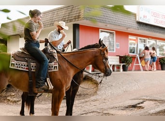 American Quarter Horse, Ruin, 4 Jaar, 168 cm, Falbe