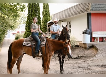 American Quarter Horse, Ruin, 4 Jaar, 168 cm, Falbe