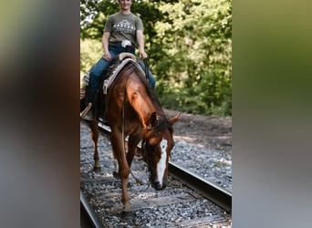 American Quarter Horse, Ruin, 4 Jaar, 168 cm, Falbe