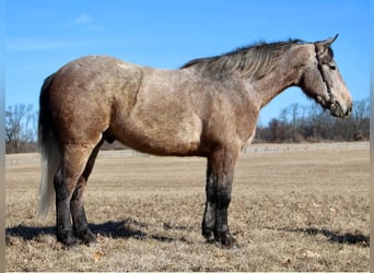 American Quarter Horse, Ruin, 4 Jaar, 168 cm, Rood schimmel