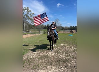 American Quarter Horse, Ruin, 4 Jaar, 168 cm, Rood schimmel