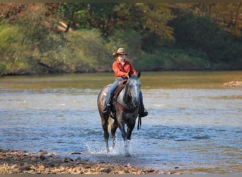 American Quarter Horse, Ruin, 4 Jaar, Appelschimmel