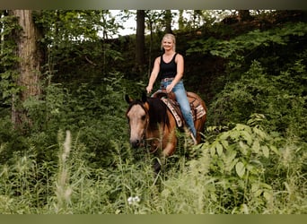 American Quarter Horse, Ruin, 4 Jaar, Buckskin
