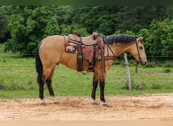 American Quarter Horse, Ruin, 4 Jaar, Buckskin